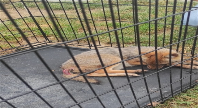Köpeklerin saldırısında yaralanan tilki tedavi edilerek doğaya salındı