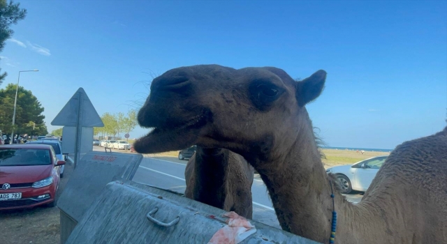 Samsun’da başıboş develer sahile indi