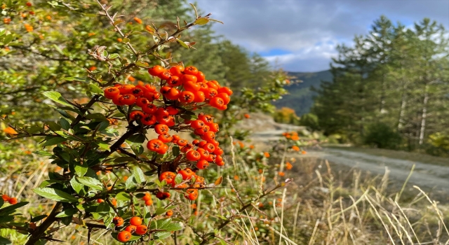 Ilgaz Dağı sonbaharda farklı renk tonlarıyla doğa tutkunlarını ağırlıyor