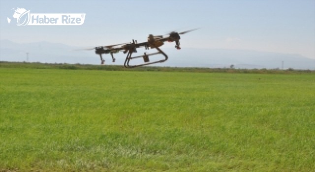Çeltik Tarlası Yabani Otlara Karşı Dron İle İlaçlandı