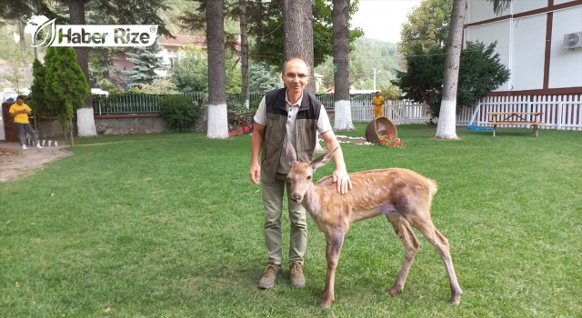 Bolu'da tedavisi tamamlanan geyik doğaya salındı