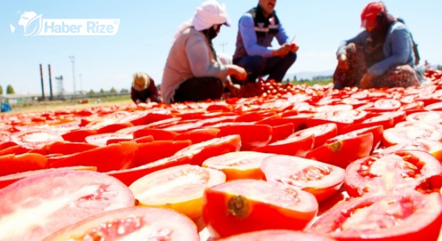Vali Su, domates hasadı yaptı, tarlada çalışan işçilerle görüştü