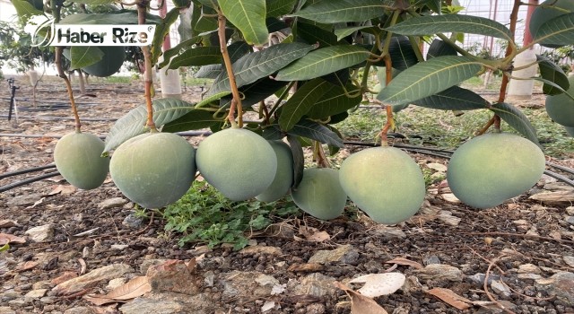 Antalya'da yetiştirilen mango yurt dışından da alıcı buluyor
