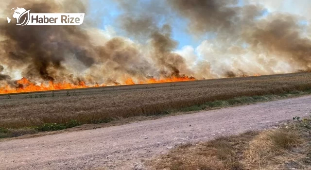 Silivri'de 150 dönüm buğday ekili alan yandı