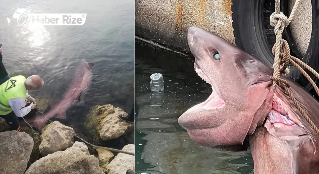 Ölü "altı solungaçlı köpek balığı" kıyıya vurdu