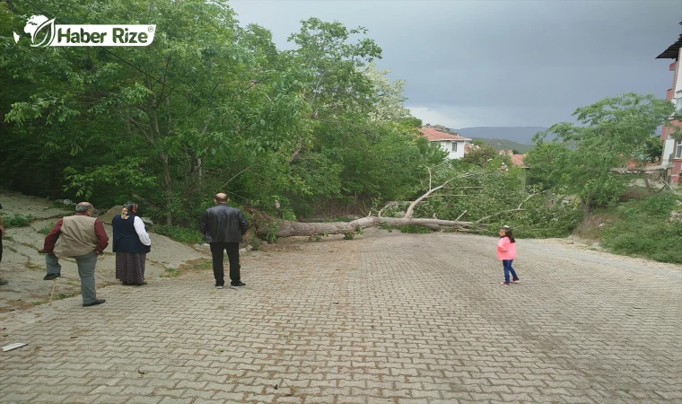 Boyabat’ta kuvvetli rüzgar nedeniyle devrilen ağaç elektrik telini kopardı