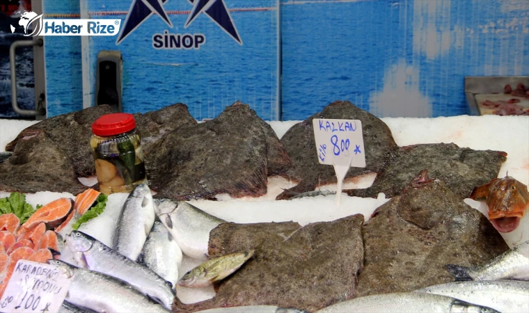 Sinop’ta kalkan balığı kilosu 800 liradan satılıyor