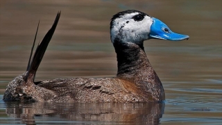 Sulama barajı olarak yapılan Yedikır Barajı 230 kuş türüne ev sahipliği yapıyor