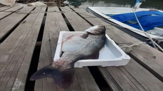 Sinop’ta bir balıkçının ağına 15 kilogramlık levrek takıldı