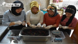 Karadenizli Kadınlar Tescilli Lezzet "Taflan Turşusu"nun Yapımına Başladı