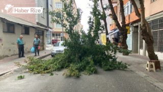 Şiddetli rüzgar nedeniyle ağaç devrildi