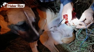 Dikenli tellere takılan köpeği itfaiye kurtardı