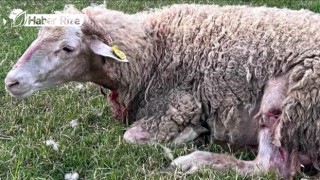 Sahipsiz köpeklerden koyunlara saldırı