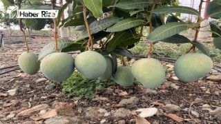Antalya'da yetiştirilen mango yurt dışından da alıcı buluyor