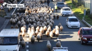 Kara yoluna inen koyun sürüsü, trafiği aksattı