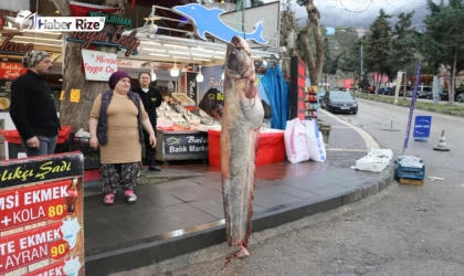 Amasya’da 2,1 metre boyunda yayın balığı avlandı