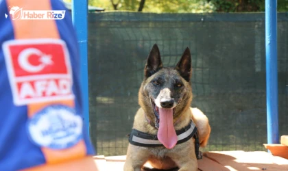 AFAD, Rize K9 ekiplerine kurtarma köpeği eğitimi verdi