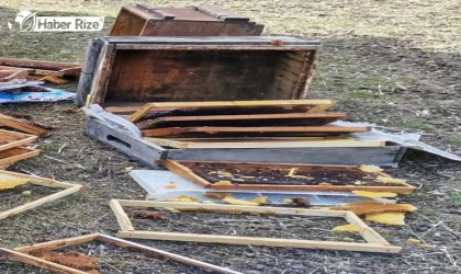 Giresun’da ayılar 107 arı kovanına zarar verdi