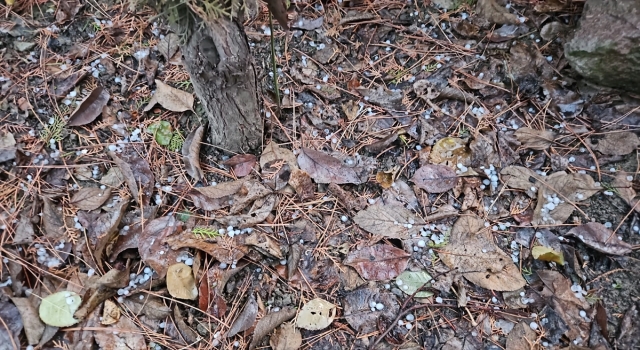 Bayat’ta dolu etkili oldu