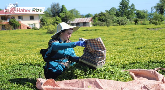 ÇAYKUR, 2022 yılı: ilk iki gününde 350 ton yaş çay aldı