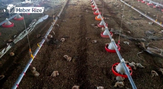 Çiftlikte çıkan yangında 60 bin tavuk telef oldu