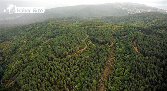 Ormanlara girişlere kısıtlama getirildi