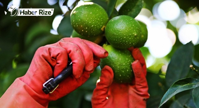 Limon hasadı başladı