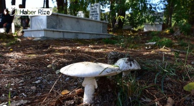 Mantardan zehirlenen anne öldü, kızı tedavi altında
