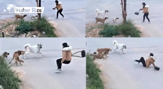 Sahipsiz köpekler çocuğa saldırdı