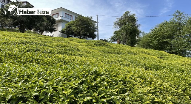 Rize'nin 5 aylık çay ihracatı 7,4 milyon doları aştı