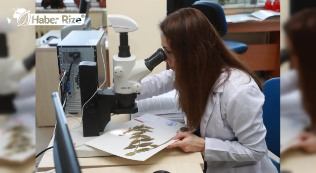 Türkiye'de yeni bir bitki türü keşfedildi