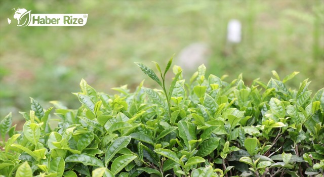 DKİB, Türk çayını Japonya'da tanıtacak