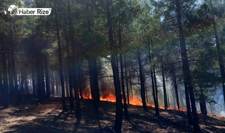 Antalya'da ormanlık alanda yangın