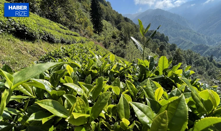 Rize'nin 4 aylık çay ihracatı 5,9 milyon dolar oldu