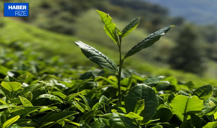 Türk çayı ihracatı 5 ayda 12 milyon doları aştı